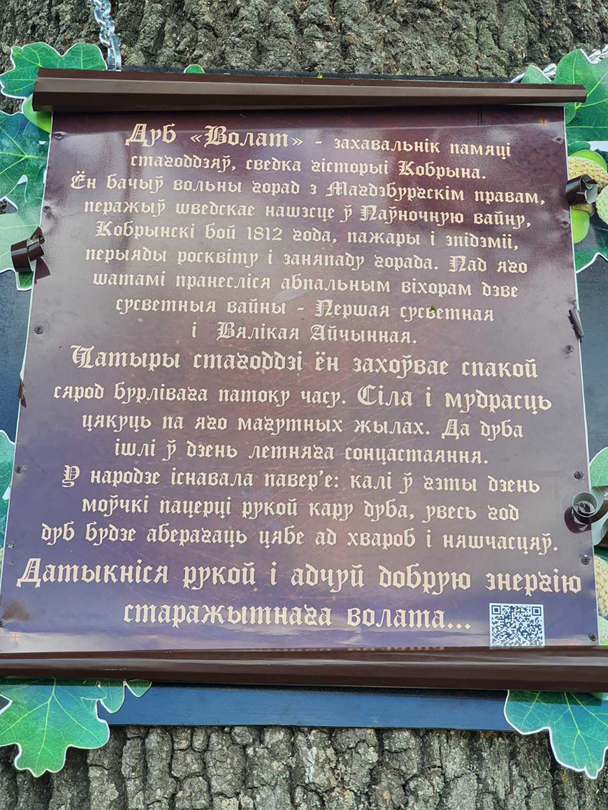 Исторический дуб в Кобрине отметили ко Дню города памятным знаком