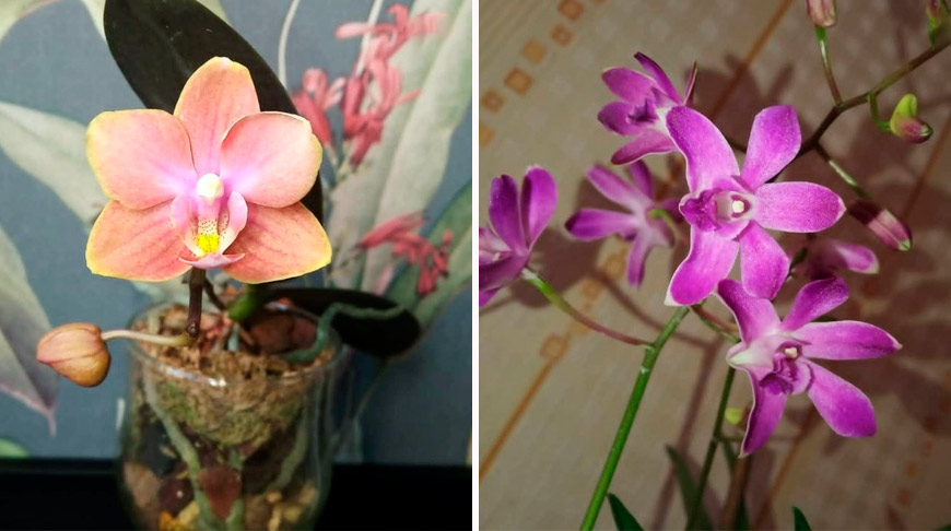 Способы полива орхидеи Фаленопсис в домашних условиях | Орхидея