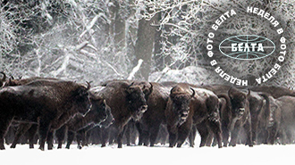 ЯНВАРЬ в фото БЕЛТА