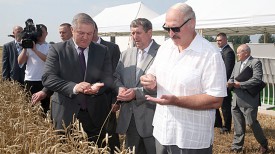 Александр Лукашенко на полях крестьянского фермерского хозяйства &quot;Цнянские экопродукты&quot;