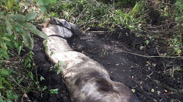 Фото Гомельского областного УМЧС