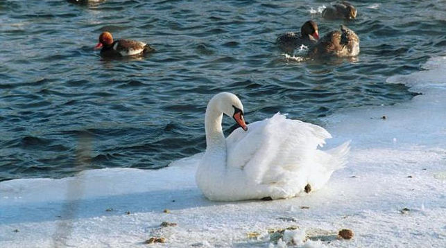 Лебедь-шипун. Фото ТАСС