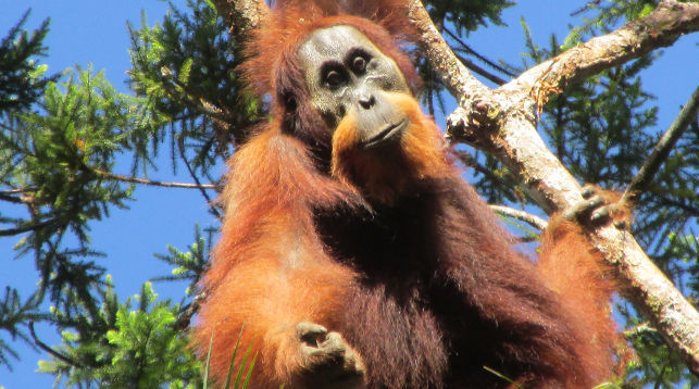 Орангутан Батанг-Тору