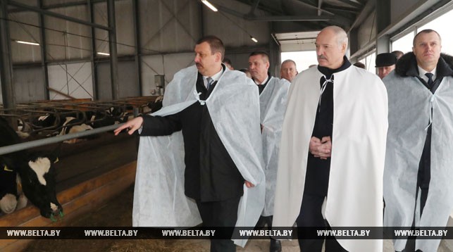 Александр Лукашенко во время посещения молочно-товарного комплекса