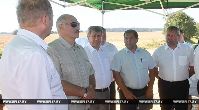 Александр Лукашенко во время посещения сельхозугодия ОАО "Александрийское"
