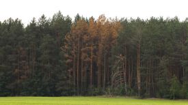 Сосновый лес. Фото из архива