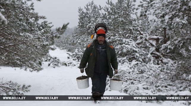 Лесник Сергей Швецов собирает шишки на плантации