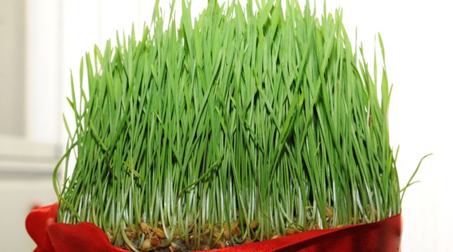 Зеленые ростки пшеницы или чечевицы - символ праздника. Фото Trend