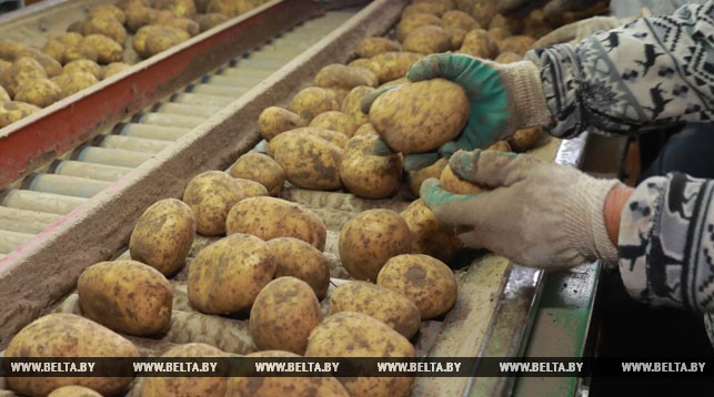 Сортировка картофеля в фермерском хозяйстве Василия Зайцева