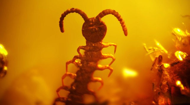 Фото из VK-аккаунта Выставка " Доисторические насекомые в янтаре" (ООО"Инклюз")