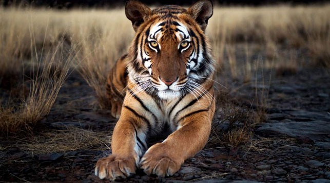 Фото animalreader.ru