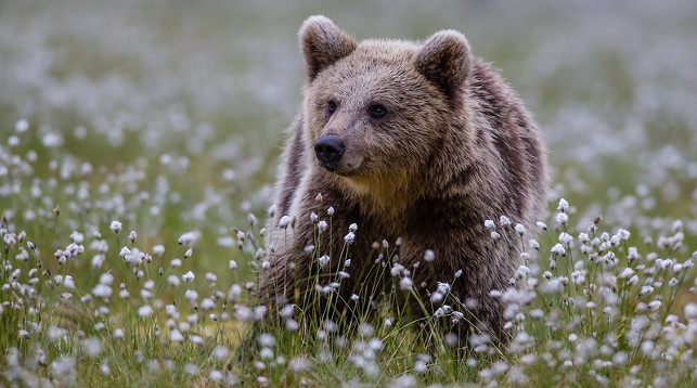 Катмайский бурый медведь. Фото LiveInternet