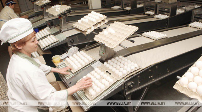 Во время сортировки яиц в ОАО "Агрокомбинат "Приднепровский". Фото из архива