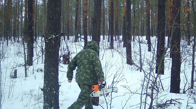 Фото Министерства лесного хозяйства