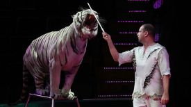 Номер Сергея Нестерова с белыми тиграми