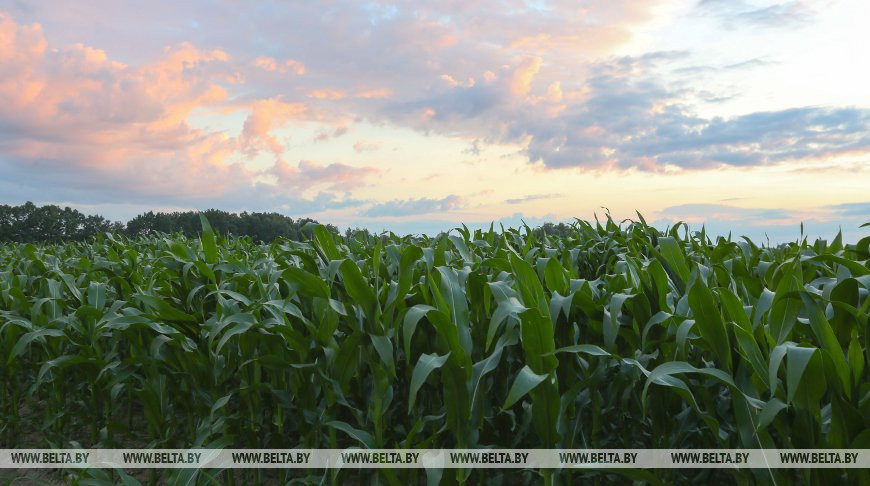 Кукурузное поле. Фото из архива