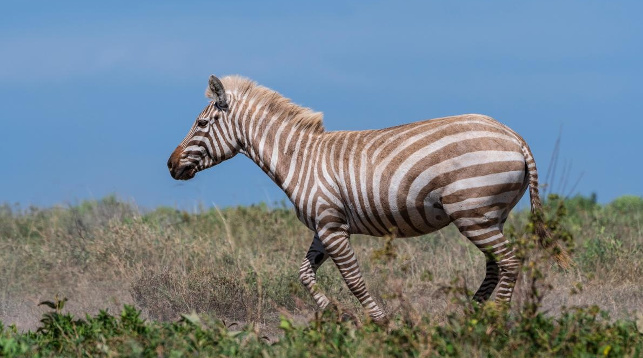 Фото   National Geographic  