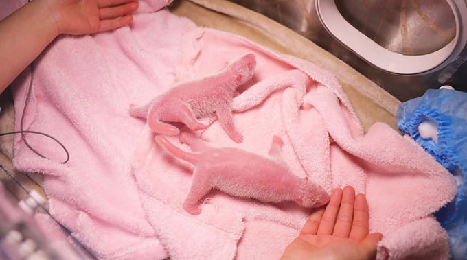 Фото Chengdu Research Base of Giant Panda Breeding