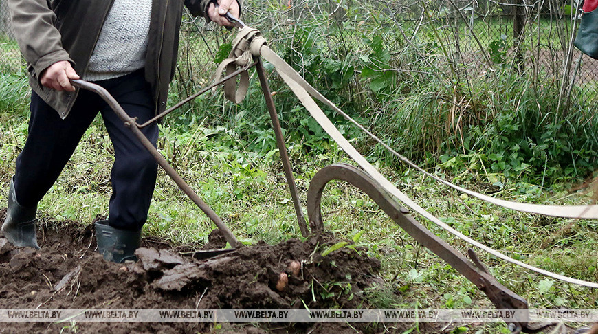 Плуг. Фото из архива