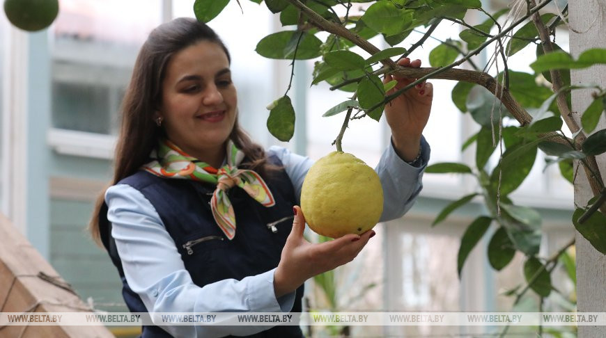 Хозяйка агроусадьбы Лариса Иванова с лимоном, вес которого достигает 900 г