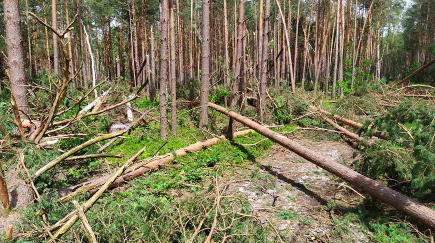Фото Брестского государственного производственного лесохозяйственного объединения