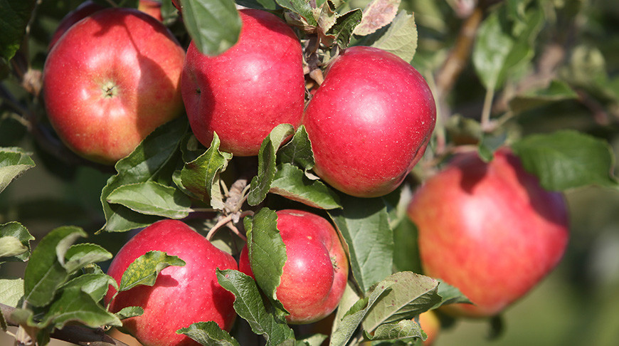 В садах СПК "Прогресс-Вертелишки" идет сбор урожая яблок