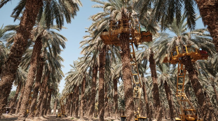 Плантация финиковых пальм в районе Мертвого моря. Фото cursorinfo.co.il
