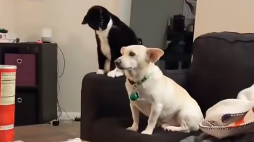 Скриншот из видео