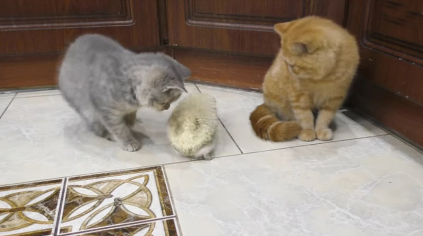 Скриншот из видео