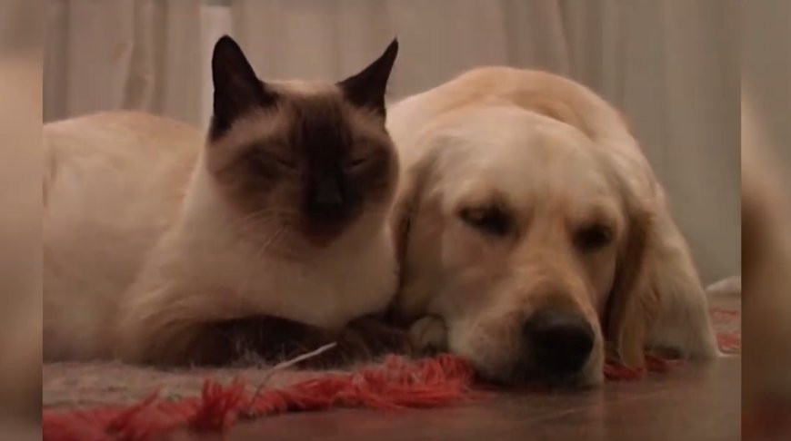 Скриншот из видео