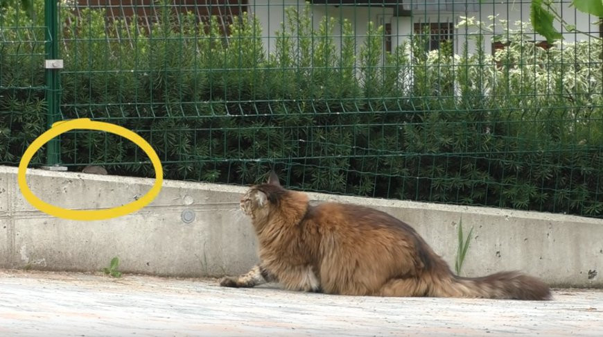 Скриншот из видео