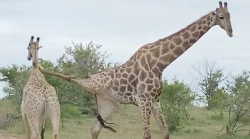 Скриншот из видео