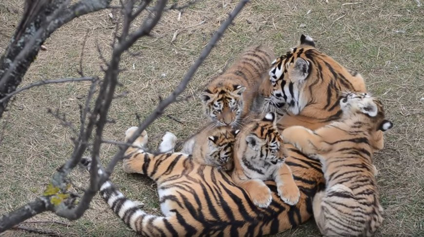 Скриншот из видео