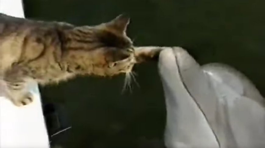 Скриншот из видео