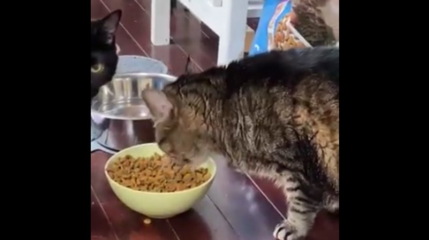 Скриншот из видео