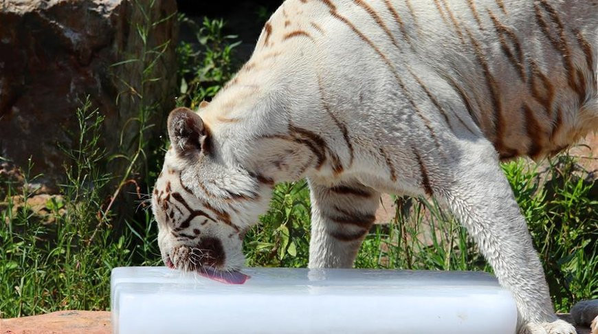 Фото Синьхуа