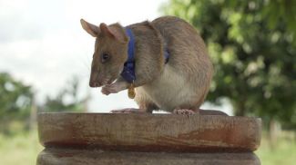 Крыса по имени Магава - обладатель золотой медали за разминирование полей в Камбодже. Фото BBC