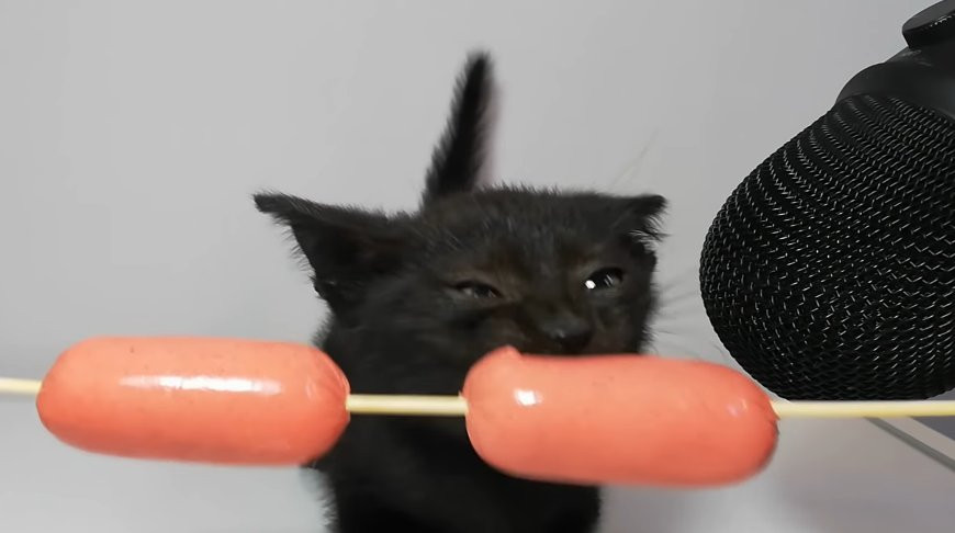     - The cat eats crab sticks ASMR - YouTube