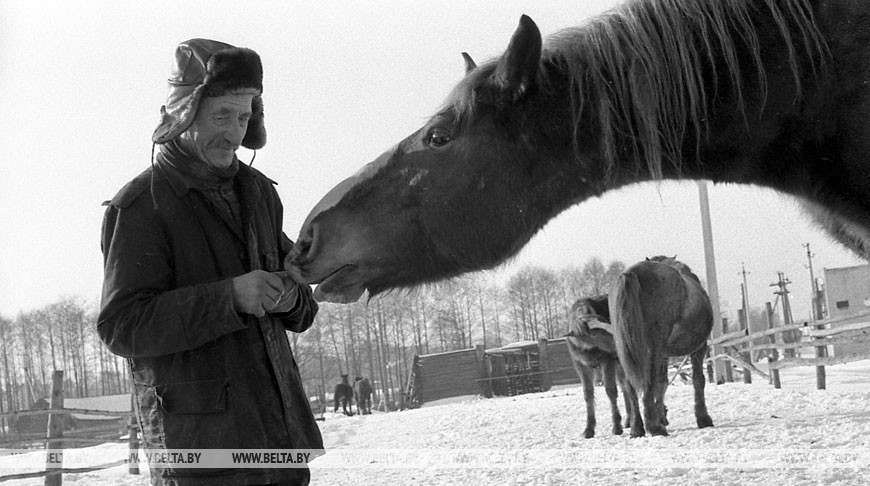 Перед эвакуацией скота. Наровлянский район, декабрь 1986 года