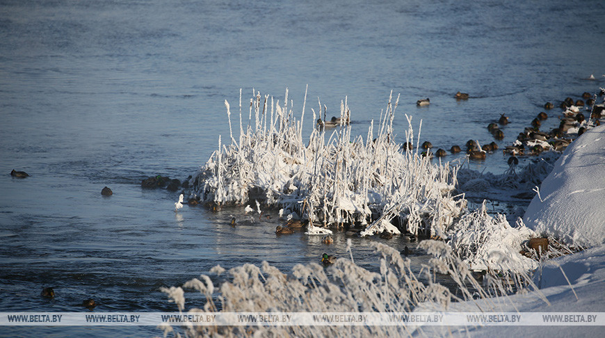 Зельвенский район