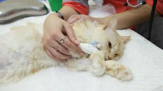 Потерявшей лапу кошке впервые вживили бионический протез белорусского производства
