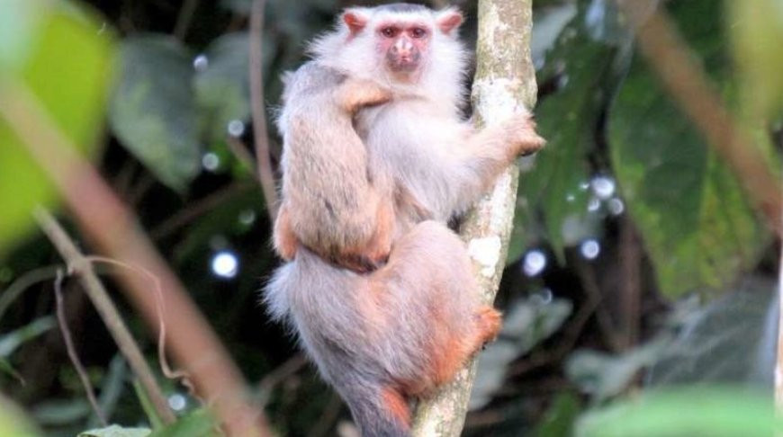 Фото Rodrigo Costa-Araújo