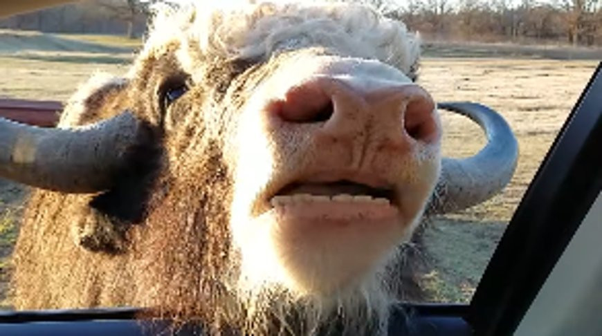 Скриншот из видео