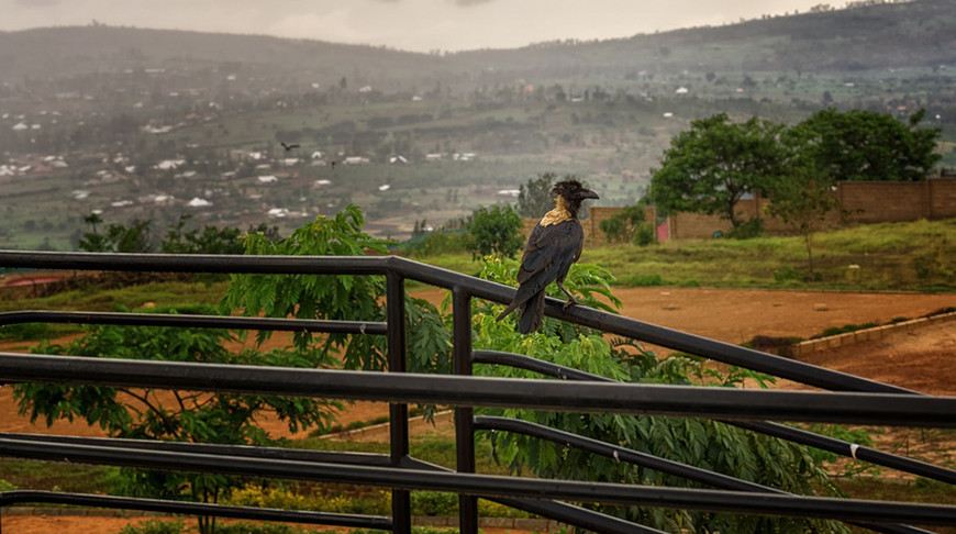 Руанда. Фото pixabay.com