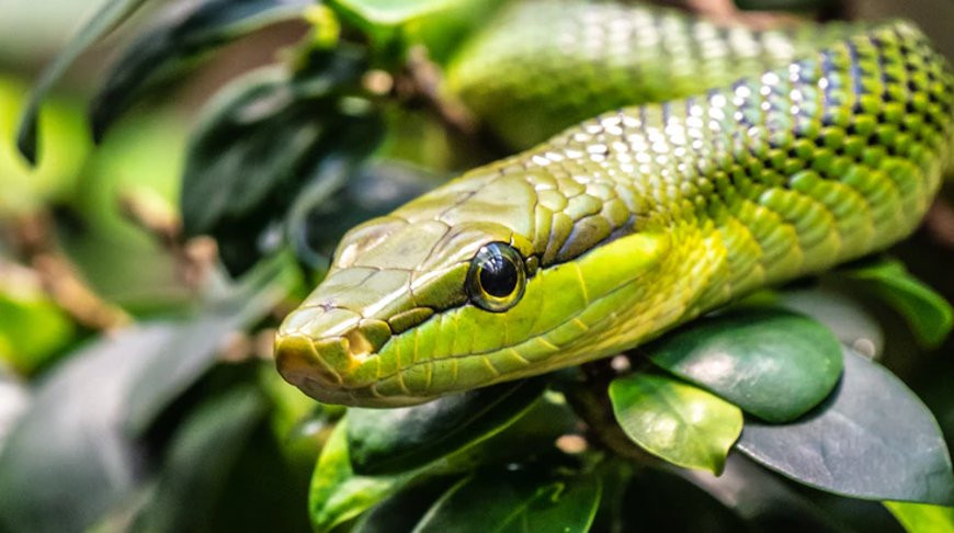 Основы содержания змей — Блог Планета Экзотики