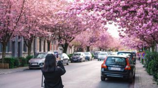 Цветение сакуры на улицах Брюсселя. Фото Синьхуа