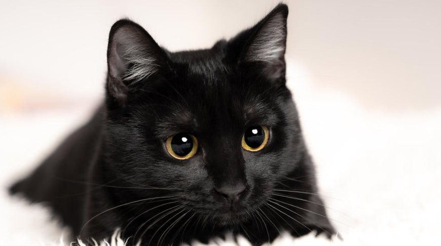 Черный кот красивые (202 фото)