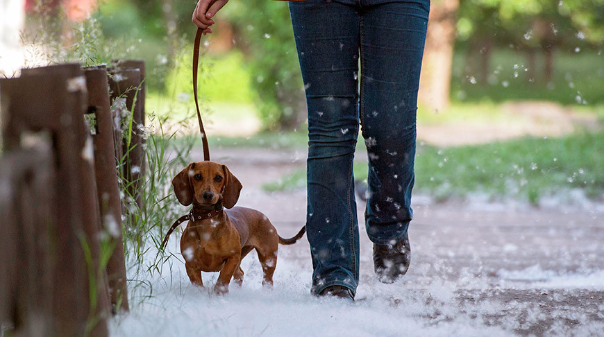 Что делать, если у вас аллергия на пух тополя, @ BeltaPlus