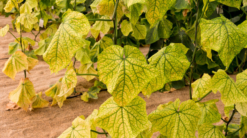 Листья огурца желтеют по краям: как спасти урожай
