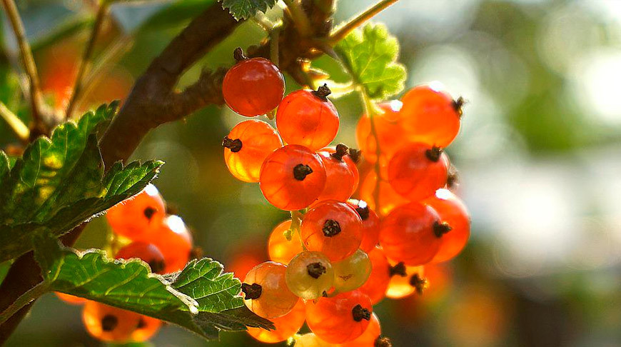 Фото Pixabay